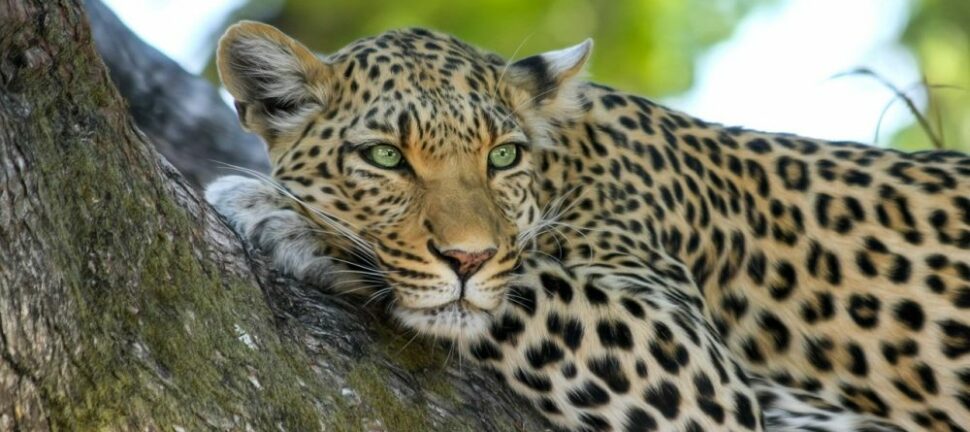 Fascinerende Verden af Frødyr: Dybdegående analyse af livet og udviklingen af frødyr
