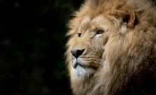 Zoo dyr: En fascinerende rejse ind i dyreverdenen