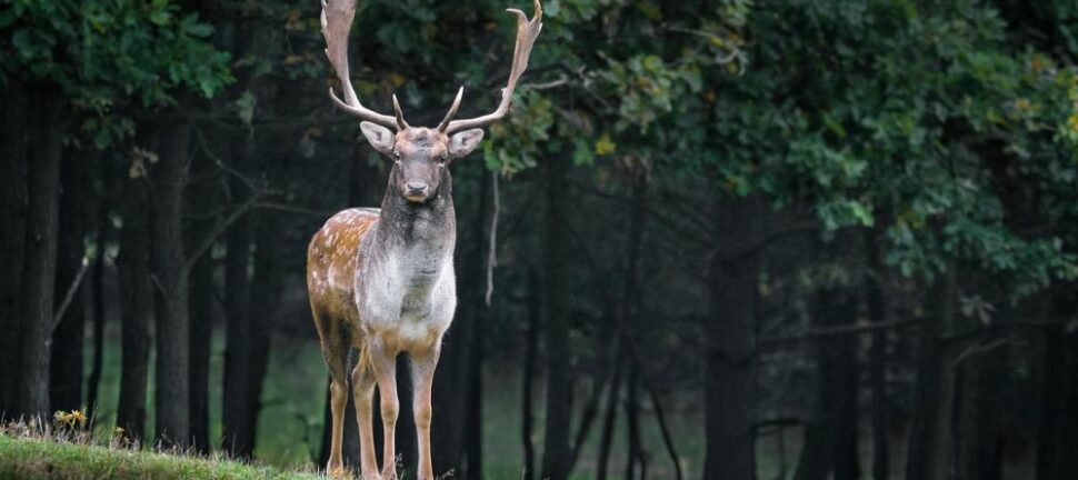 Dyre arter: En fascination for naturens mangfoldighed