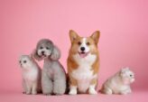 Grundlæggende hundetræning: Vejen til en lydig og glad hund