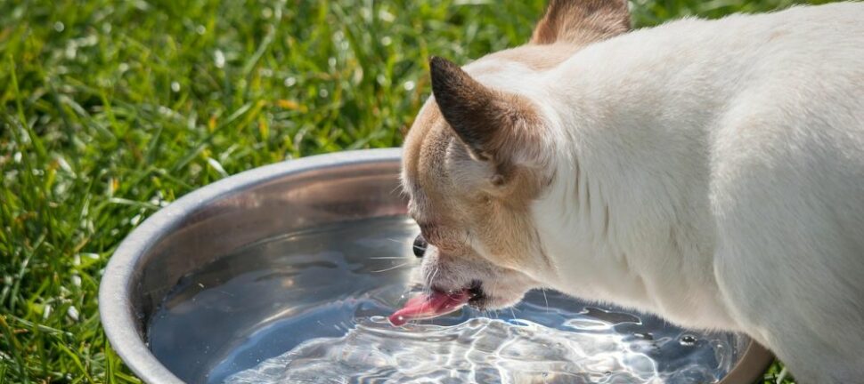 Fordelene ved en anti spild vandskål