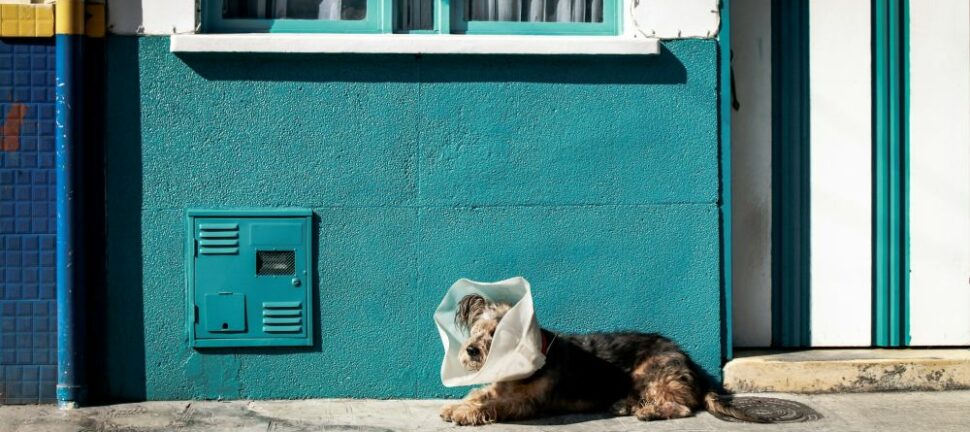 En omfattende guide til dyrlæger i Slagelse