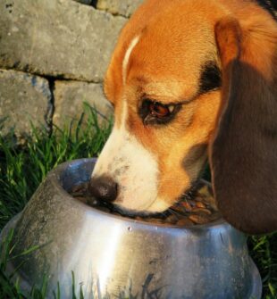 Hundefoder: sådan vælger du det rigtige foder til din hund