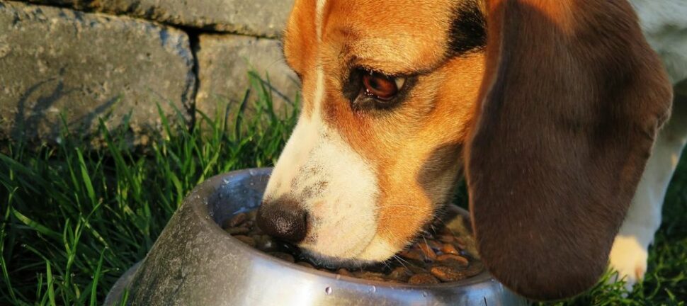 Hundefoder: sådan vælger du det rigtige foder til din hund