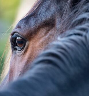 Hestemassage: Sådan hjælper det din hest i hverdagen