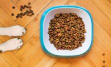 Hundefoder der giver din hund et sundt og aktivt liv